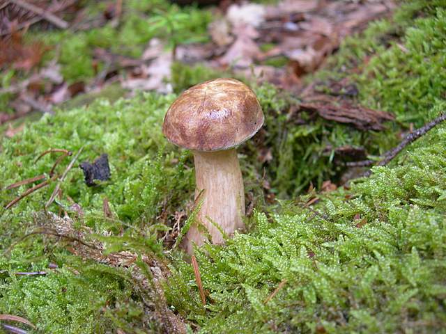 Alcune specie di fine primavera